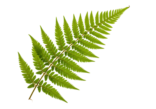 Vibrant green fern frond detailed close up macro photography isolated on transparent background