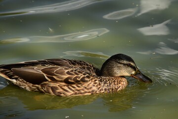 A female mallard is swimming in water in nature in summer day.