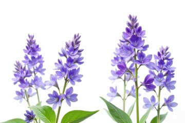 Obraz premium Delicate purple-blue clary sage flower blossoms isolated on pure white background , photography, summer, purple
