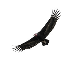 Naklejka premium Majestic turkey vulture soaring gracefully through the sky, wings spread wide against the dark backdrop, nature's scavenger