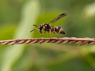A yellow and black wasp is captured in a macro shot, delicately perched on a thin brown stem...