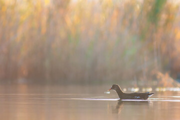 Juvenile common moorhen (Gallinula chloropus) swimming on a pond at sunset in a soft golden light.