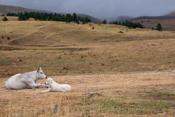 Obraz premium A cow and its guard dog rest peacefully on a foggy meadow, creating a tranquil and atmospheric rural scene.