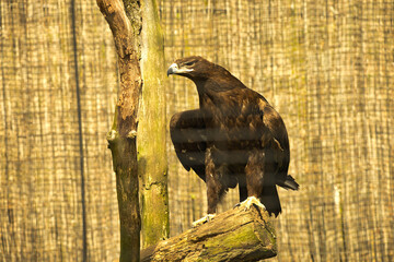 Orzeł stojący na drzewie wypatrujący ofiary © pat