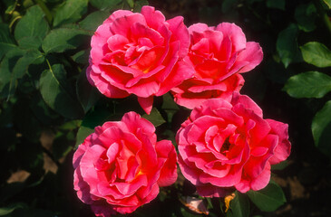 Rose 'Dany Rose' , rosier