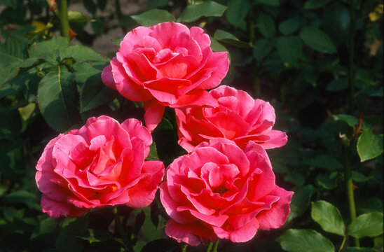 Rose 'Dany Rose' , rosier