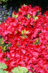 Fototapeta premium Rhododendron x 'Vuyk's Marlene'