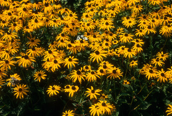 Rudbeckia, Rudbeckia fulgida sullivantii golsturm