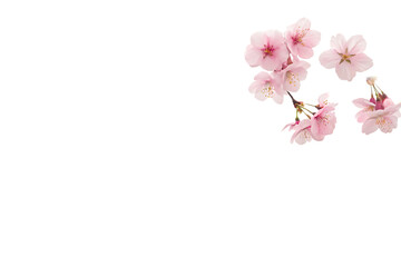 Spring Serenity In Cherry Blossom Background on AI generated by PNG