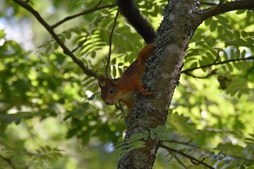 A cute squirrel is coming downwards on a tree trunk in nature in sunny summer day.