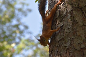 A cute squirrel is coming downwards on a tree trunk in nature in sunny summer day.