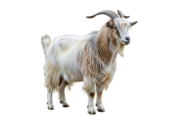 Majestic white goat with curved horns standing against black background emphasizing its regal