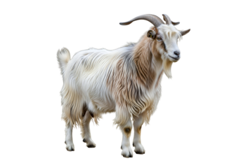 Majestic white goat with curved horns standing against black background emphasizing its regal