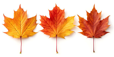 Fototapeta premium Three maple leaves in varying shades of orange red and yellow on a clean white background studio shot