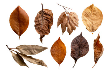 Fototapeta premium Various dried leaves on a transparent background