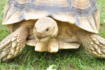 africa tortoise, African spurred tortoise or  Centrochelys sulcata or  Geochelone sulcata or ...