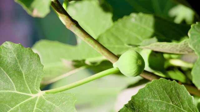 Closeup, green fig growing on a tree