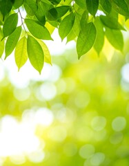 Naklejka premium Fresh green leaves, bright sunlight