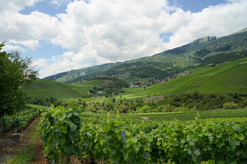 Vineyards in the Rhône Valley on the wine trail form Sierre to Salgesch, Switzerland. View of the...