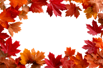 Colorful autumn leaves on clear bg