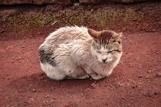 A cat lies on the floor, sleeping in front of the camera. It appears dirty and is missing an eye.