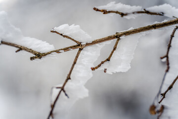 A branch covered in snow and frost. The branch is bare and has no leaves. The branch is alone and...