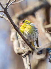 Eurasian siskin male, latin name spinus spinus, sitting on branch of tree. Cute little yellow songbird.