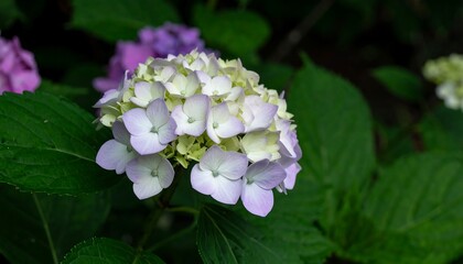Close-up of a Hydrangea flower cluster