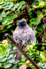Red-vented bulbul perched on a metal rod against a green backdrop