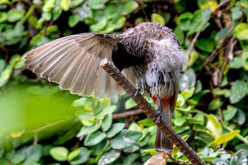 Bird with outstretched wings perched on a metal rod