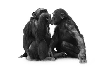 Black-Haired Chimpanzee (Pan troglodytes) on White Background. A detailed portrait of a black-haired chimpanzee (Pan troglodytes) isolated on a clean white background.