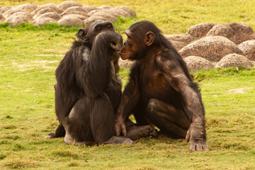 Black-Haired Chimpanzee (Pan troglodytes) on White Background. A detailed portrait of a black-haired chimpanzee (Pan troglodytes) isolated on a clean white background.