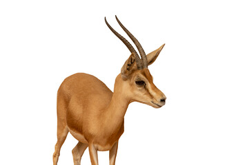 Arabian Gazelle Antelope 