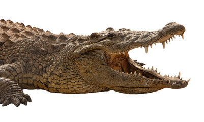 Nile Crocodile (Crocodylus niloticus) – Africa’s Apex Predator The Nile crocodile (Crocodylus niloticus) is one of the largest and most powerful reptiles in the world.