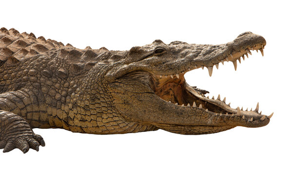 Nile Crocodile (Crocodylus niloticus) &ndash; Africa&rsquo;s Apex Predator The Nile crocodile (Crocodylus niloticus) is one of the largest and most powerful reptiles in the world.