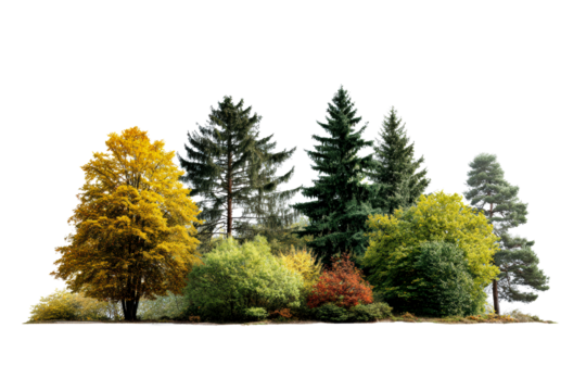 Vibrant trees on clear backdrop