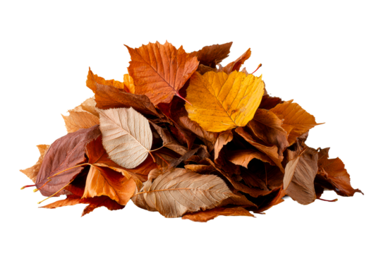 Autumn leaves on clear background