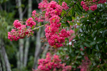 道の駅南きよさとのサルスベリ
