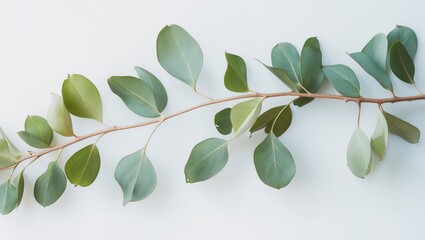 A eucalyptus branch with green leaves arranged on a white background.