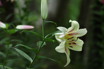 純潔を象徴する花