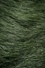 Real photograph made by hand natural green grass meadow vertical texture abstract background bg