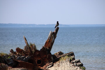 dead tree on the beach