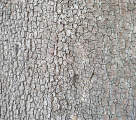 Close up macro texture of rough brown tree bark surface