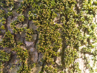 Obraz premium Macro texture of tree bark covered with green moss in sunlight