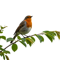 Charming robin perched gracefully on a leafy branch, a delightful symbol of springtime and nature's beauty