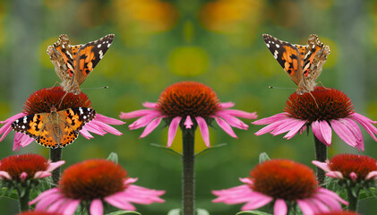  Distelfalter saugen Nektar auf einem rotblühenden Sonnenhut