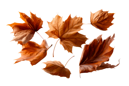 Brown autumn leaves on a clear backdrop