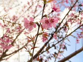 Cherry Blossom Branch Against Blue Sky