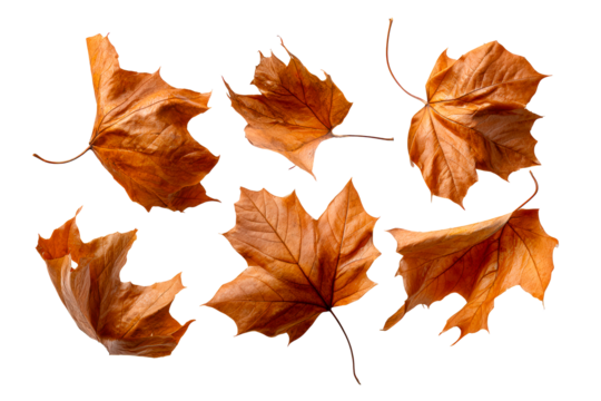 Autumn leaves in various shapes and positions