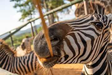 Close-Up of a Zebra Eating in Natural Habitat